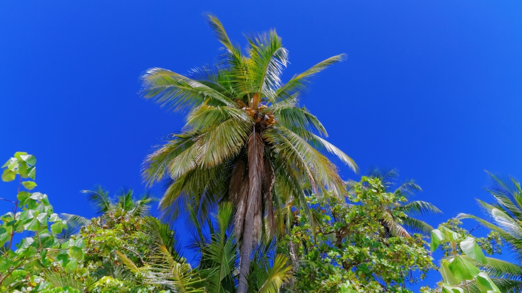 08 - Manuel Antonio NP (06).jpg